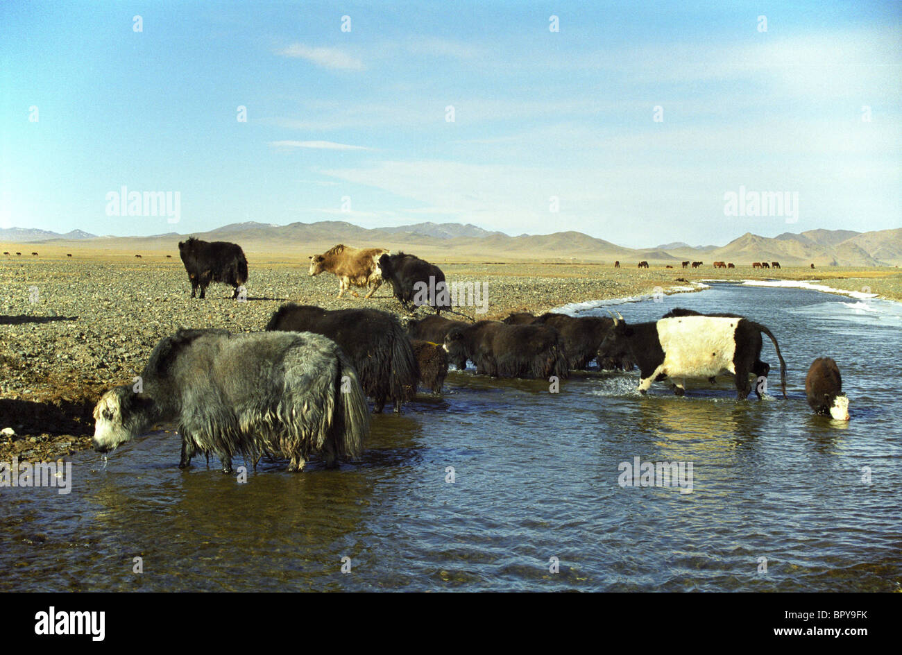 Yaks in Mongolia mongolie Mongolie Stock Photo - Alamy