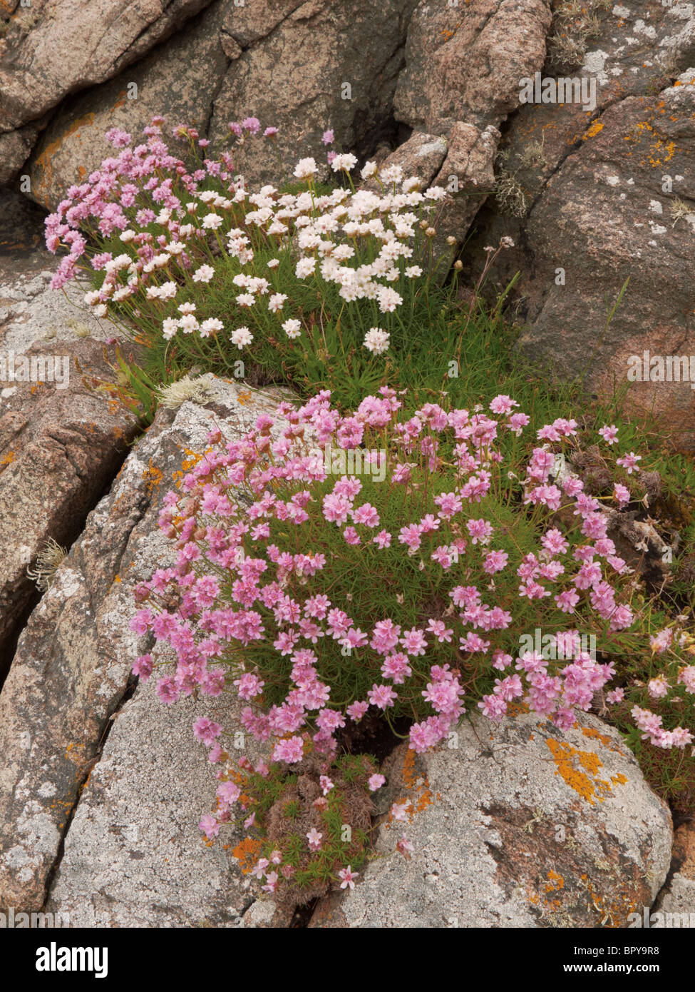 A coastal image of the plant 'Thrift' growing amongst the 3 billion year old rock called 'Lewisian Gneiss' Stock Photo