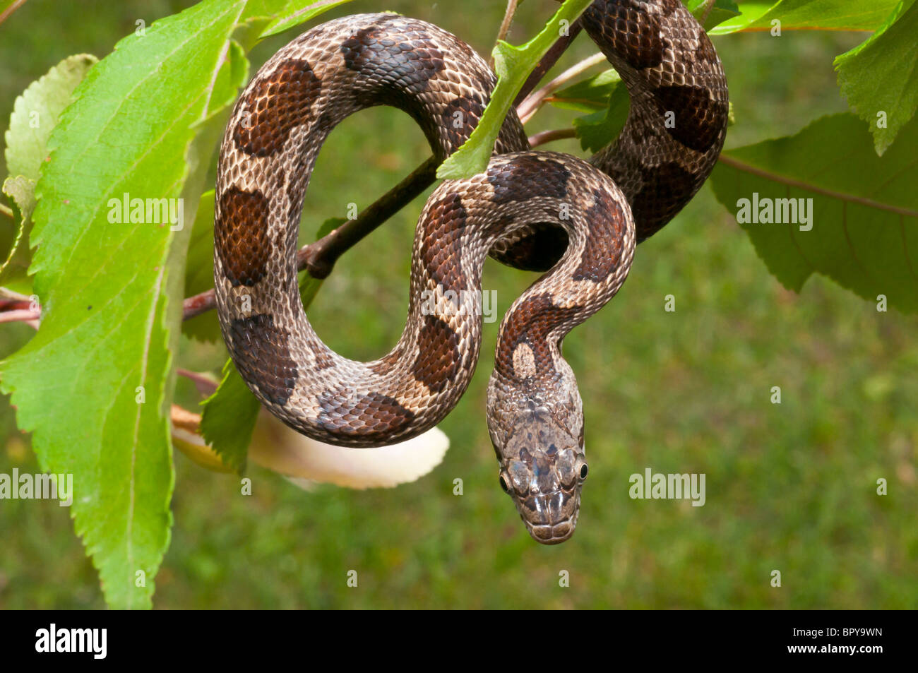 Juvenile rat snake hires stock photography and images Alamy
