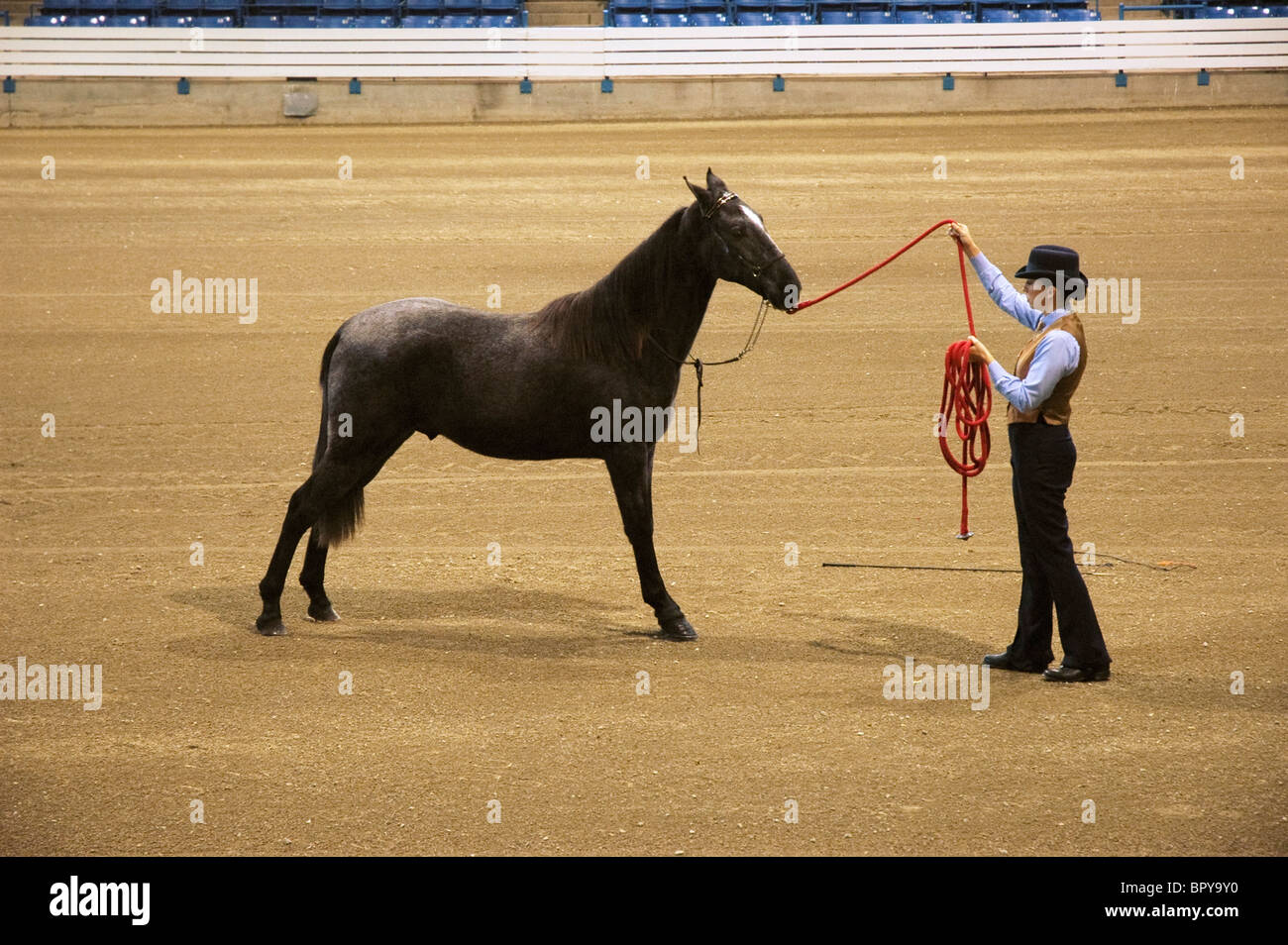 Showing the form of a young Tennessee Walking horse in the show arena