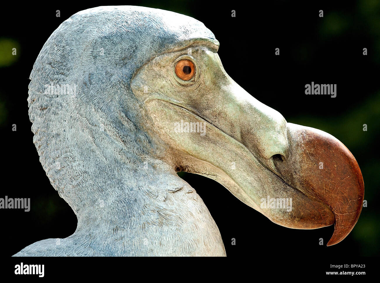 Dodo hi-res stock photography and images - Alamy