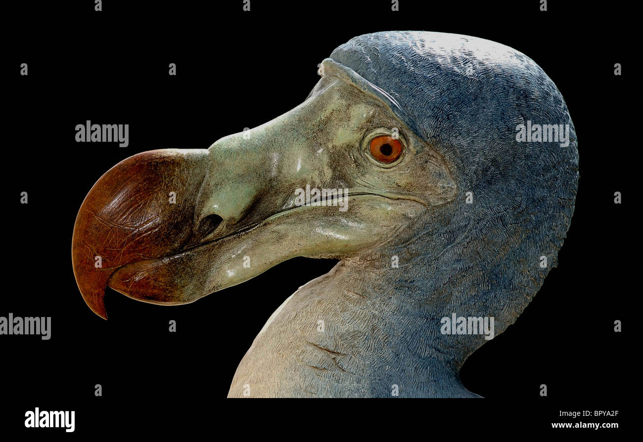 Dodo hi-res stock photography and images - Alamy