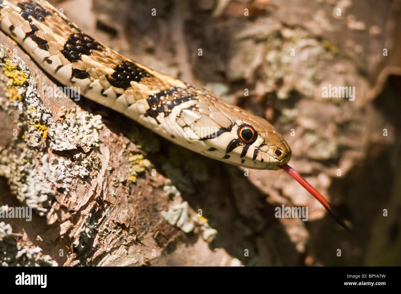 Checkered garter snake, Thamnophis marcianus, native to southern United States Stock Photo