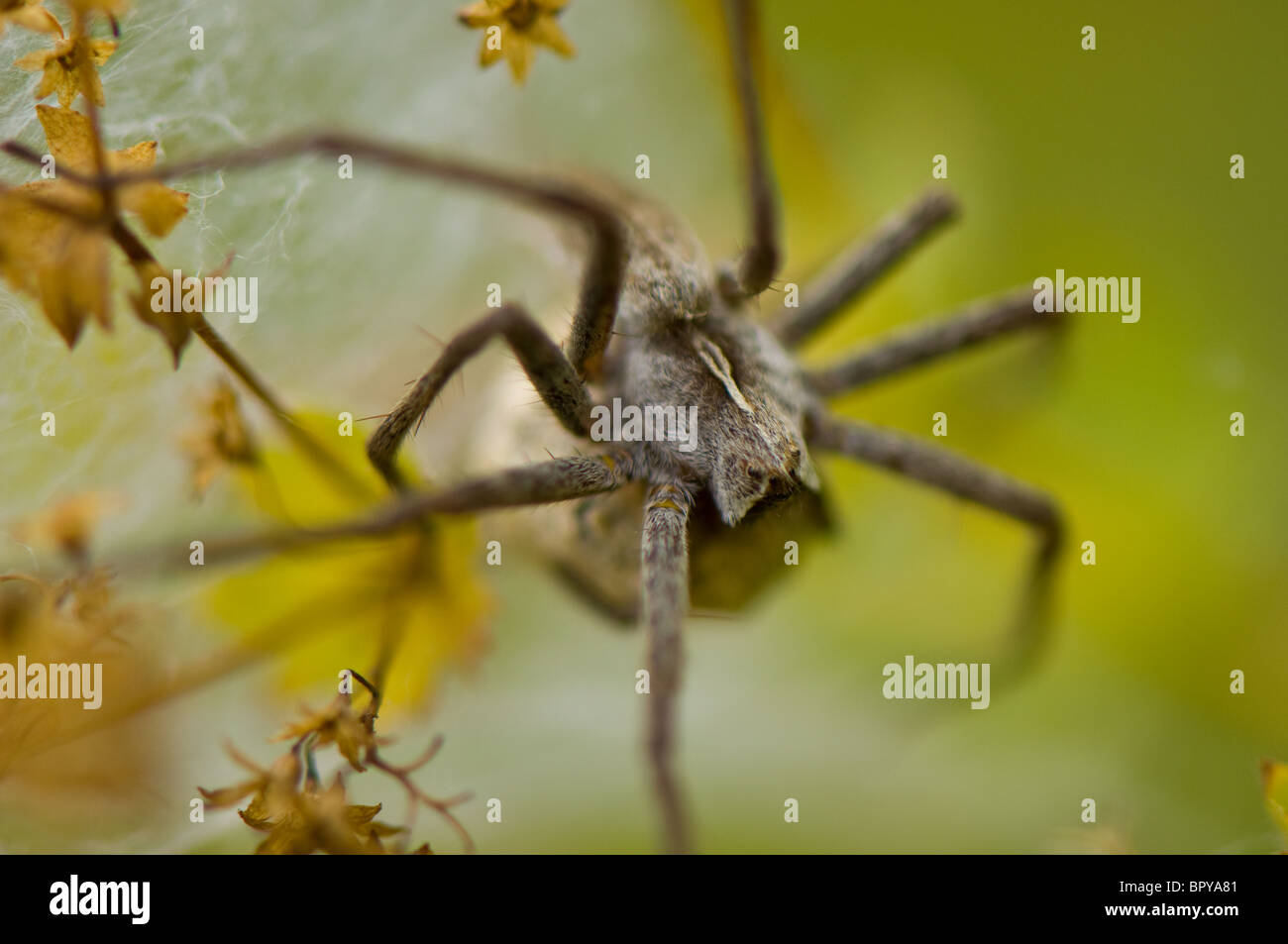 Female wolf spider hires stock photography and images Alamy