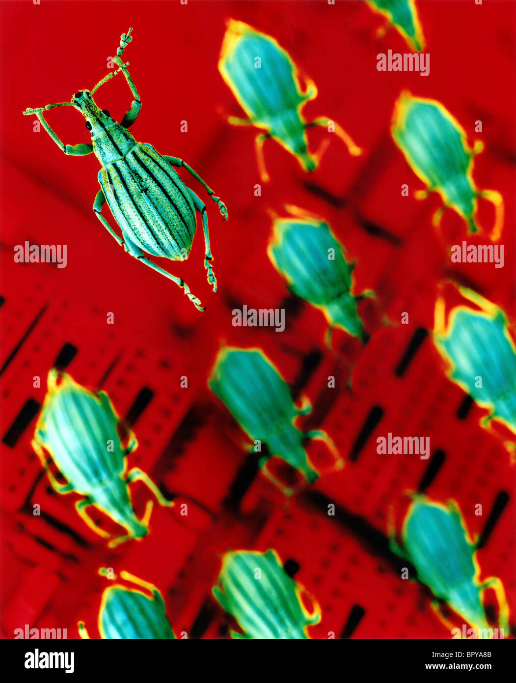 Computer bugs, computer virus, and software virus are playfully captured in this image. Stock Photo