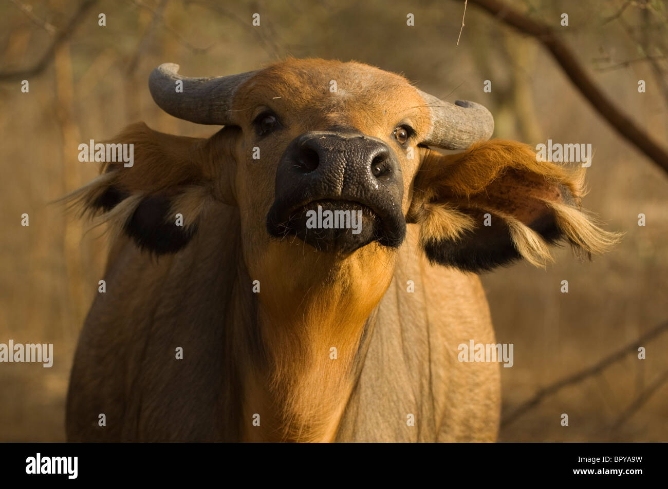 Forest buffalo (Syncerus caffer nanus), Réserve de Bandia, Senegal Stock Photo