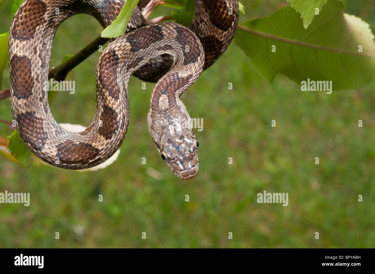 Juvenile rat snake hi-res stock photography and images - Alamy