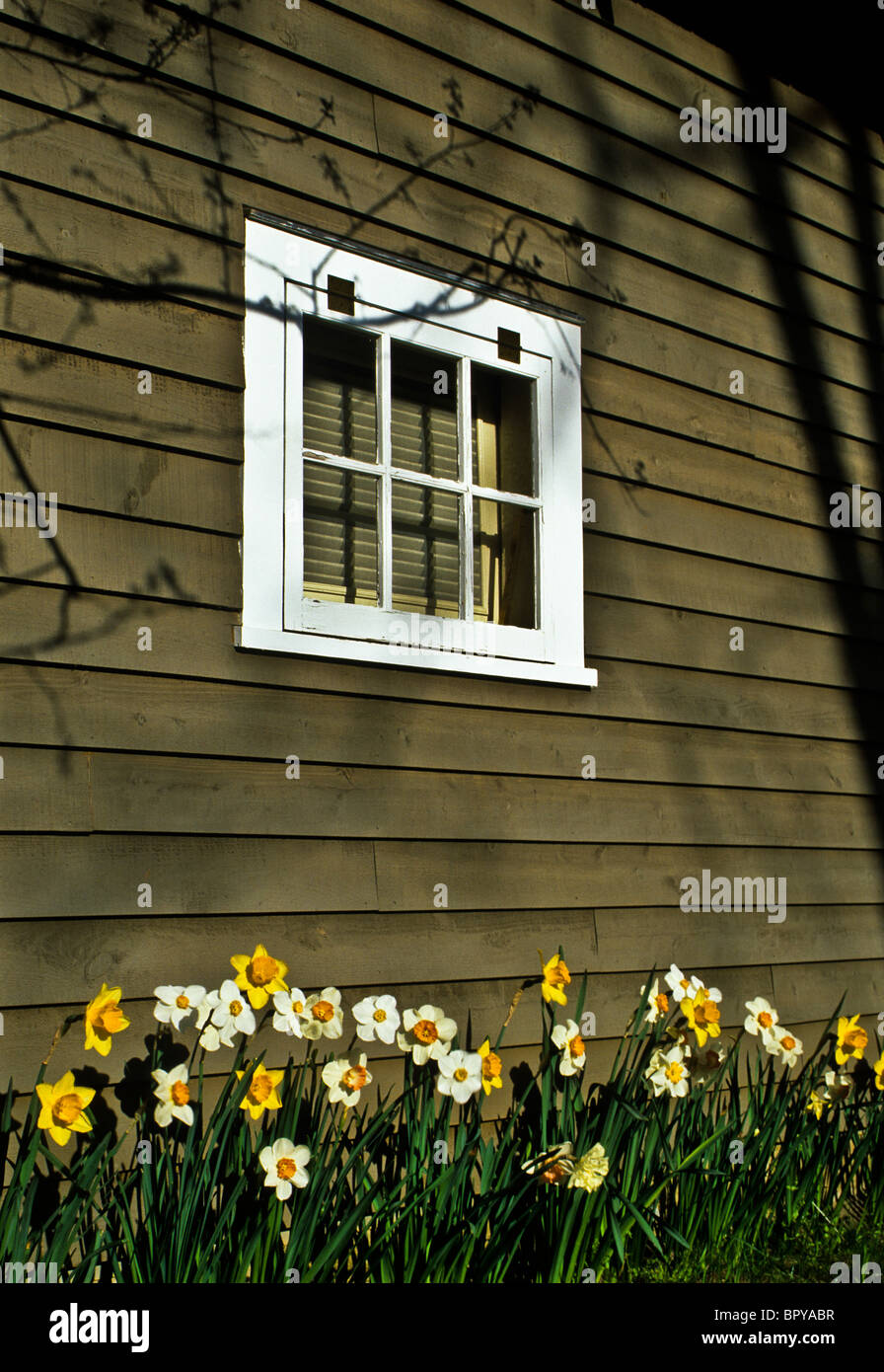 small garden shed pt spring Daffodil, narcissus flowers below a farm