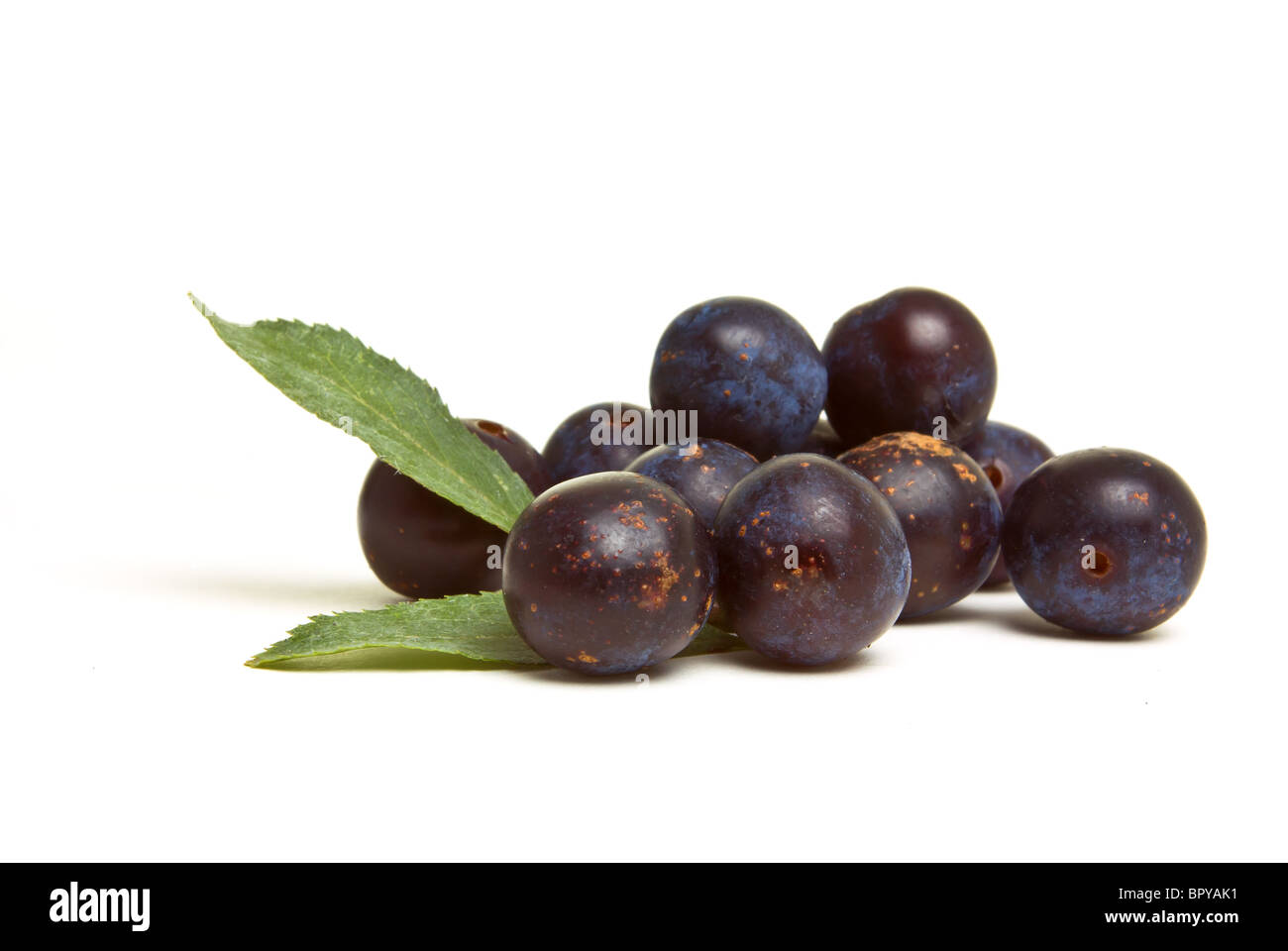 Wild Hedgerow Sloes from low perspective isolated against white. Stock Photo