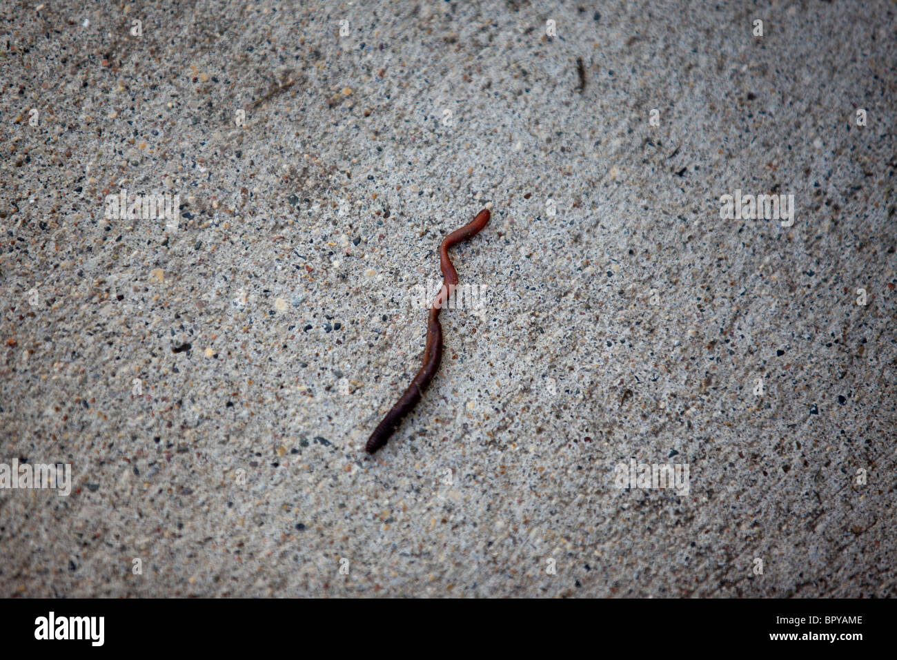 Earthworm on Pavement After Rain Stock Photo Alamy