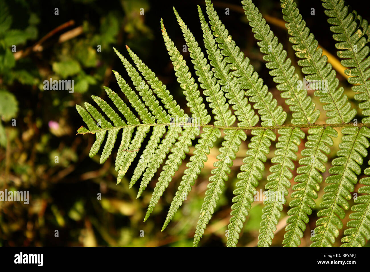 Fern foliage hi-res stock photography and images - Alamy
