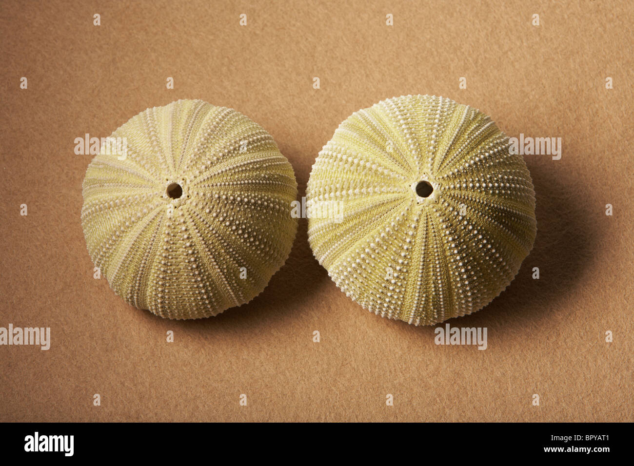 Urchin shells hi-res stock photography and images - Alamy