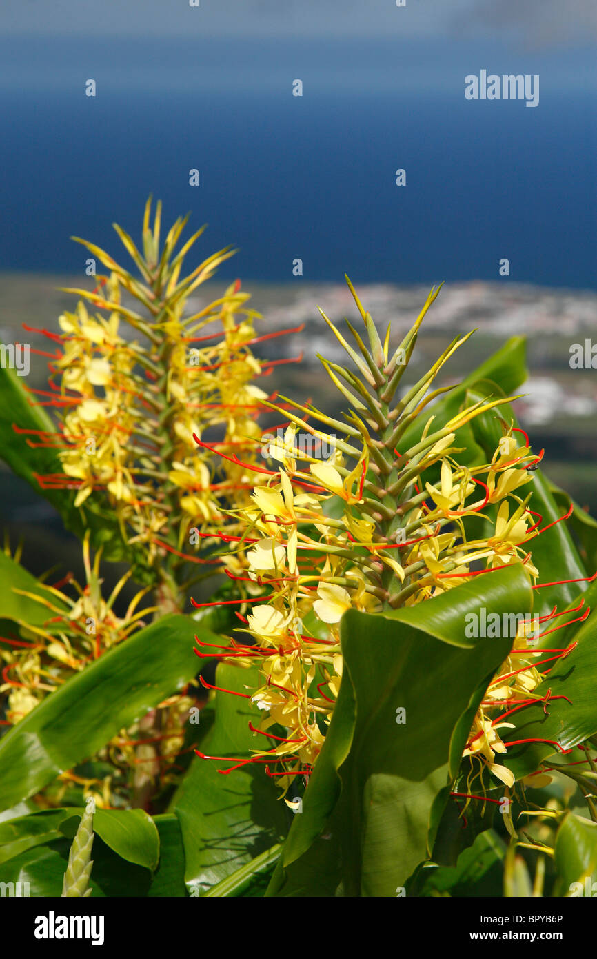 Hedychium gardenarium, Portuguese name is 'conteira', photographed at the Azores islands, Portugal. Stock Photo