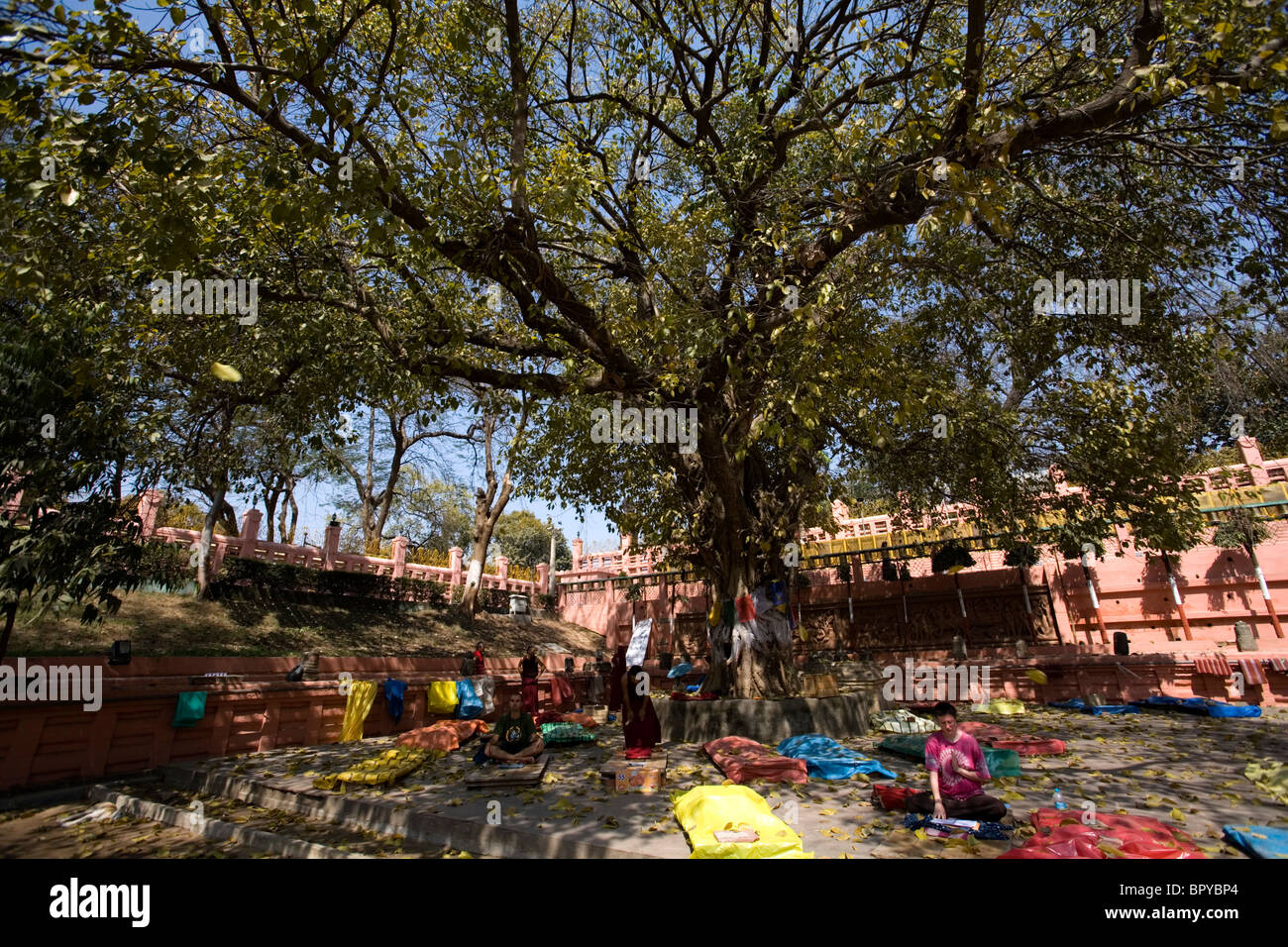 Buddhists under a Bodhi tree, Mahabodhi Temple, Bodhgaya, Bihar, India. Stock Photo