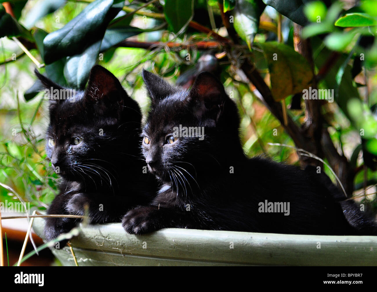 Feral Black kittens resting in a plant pot Stock Photo