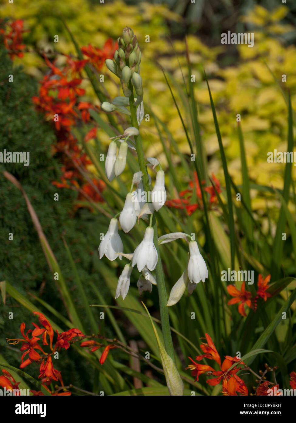Galtonia Candicans Perennial Bulb White Flower Stock Photo