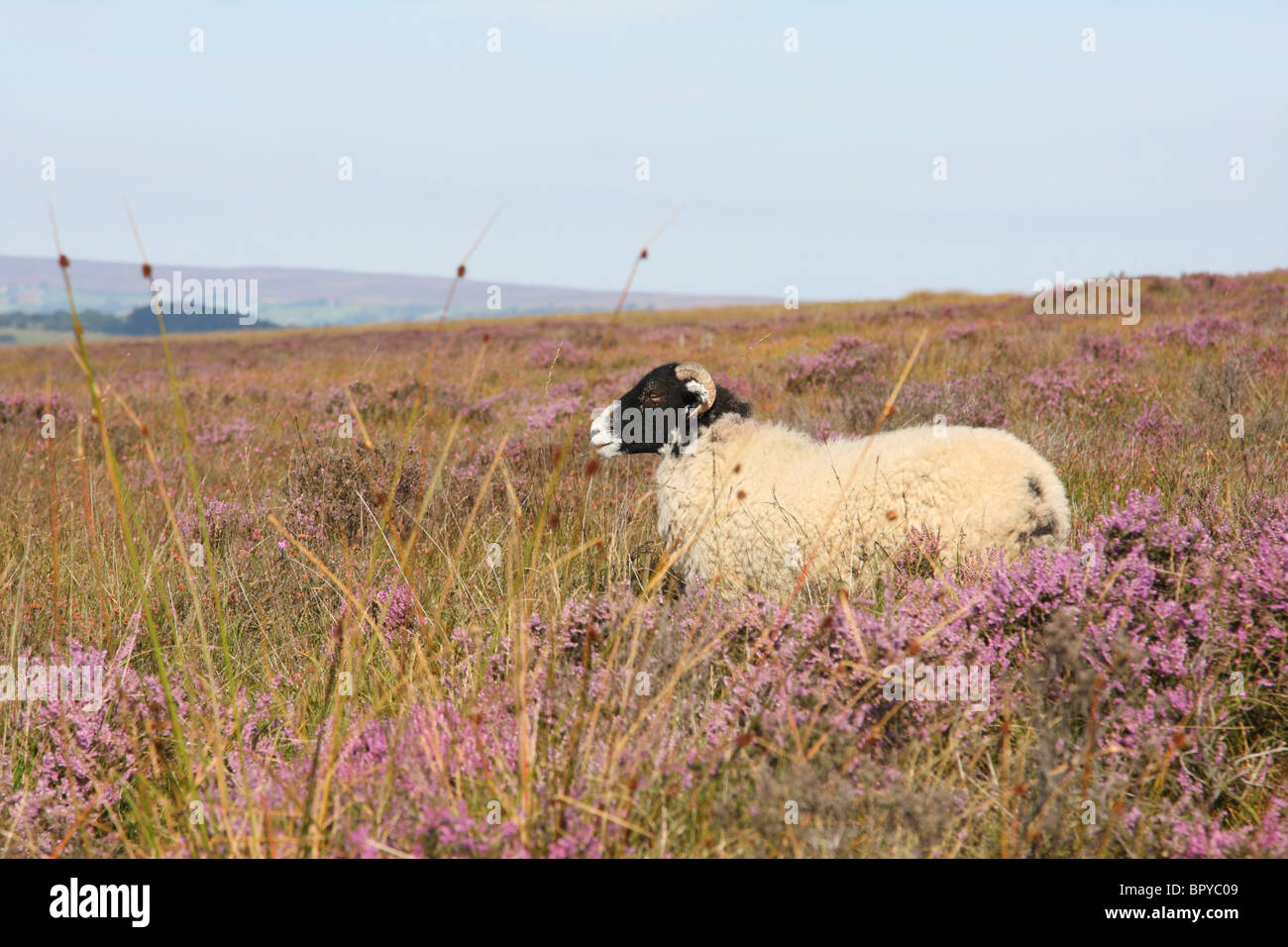 Sheep on the North Yorkshire Moors. Stock Photo