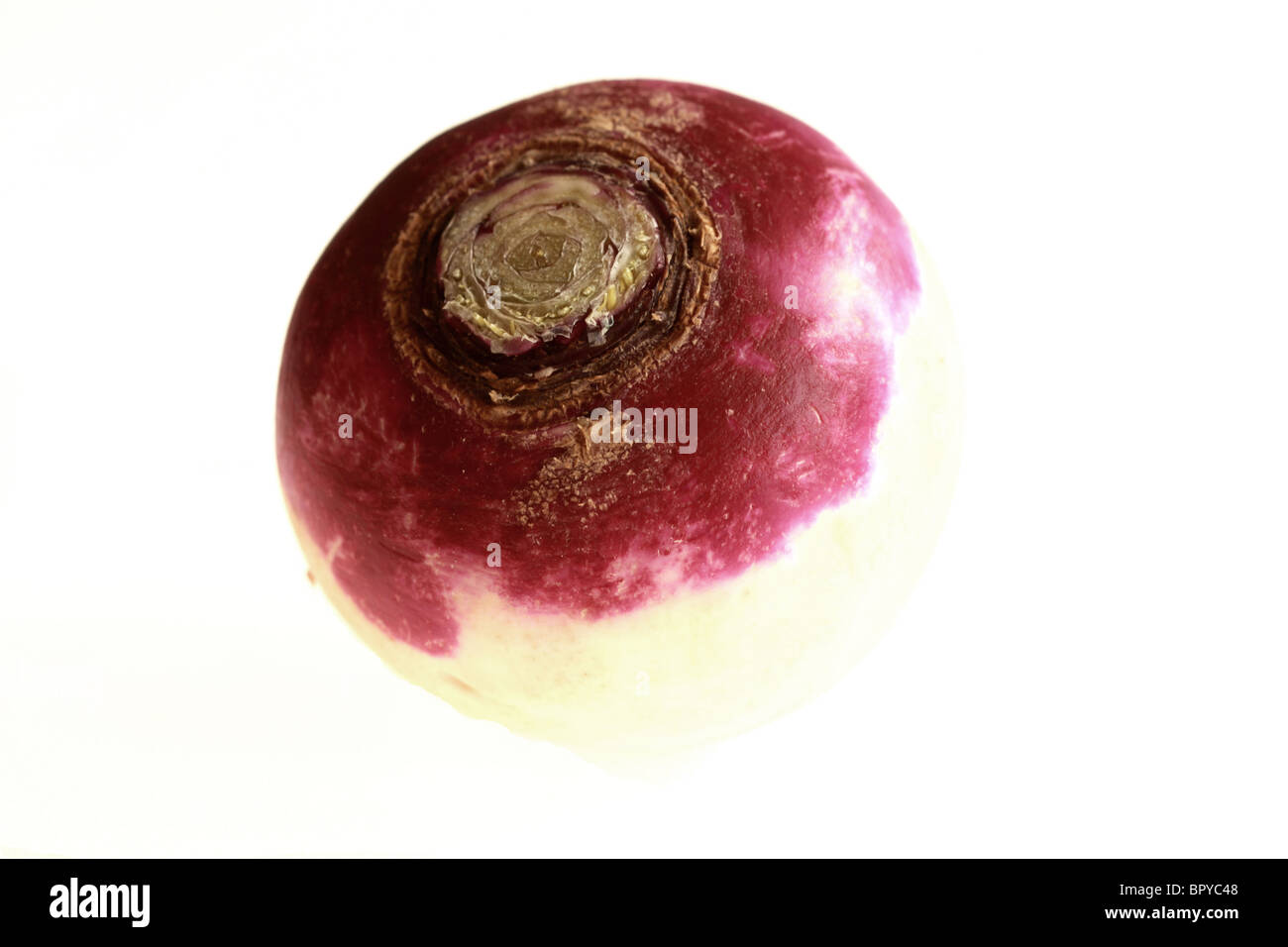 Fresh Healthy Raw Uncooked Turnips Against A White Background With A Clipping Path And No People Stock Photo