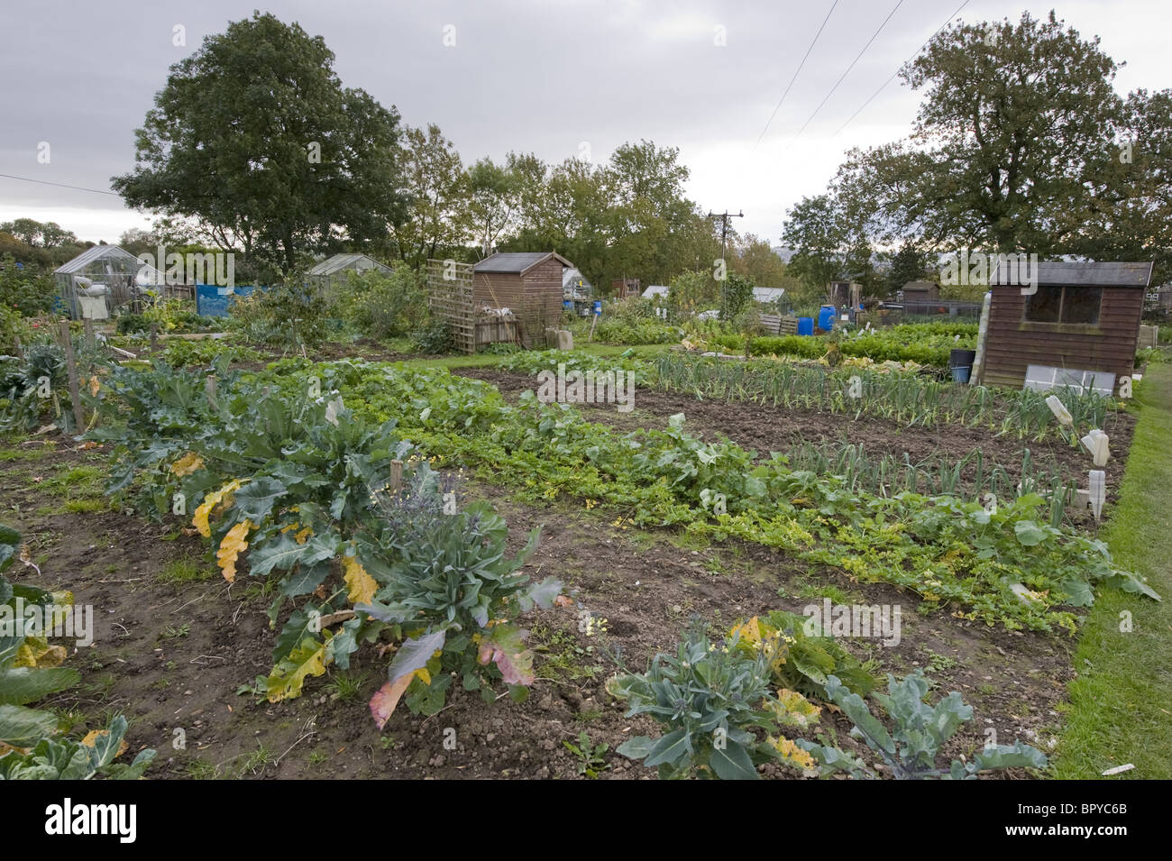 Produce growing on allotments. Stock Photo