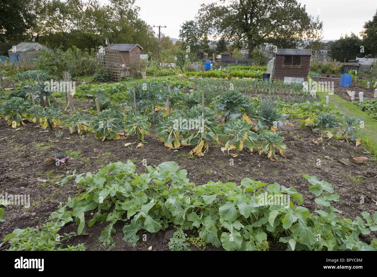 Vegetable plots and sheds on a local allotment. Stock Photo