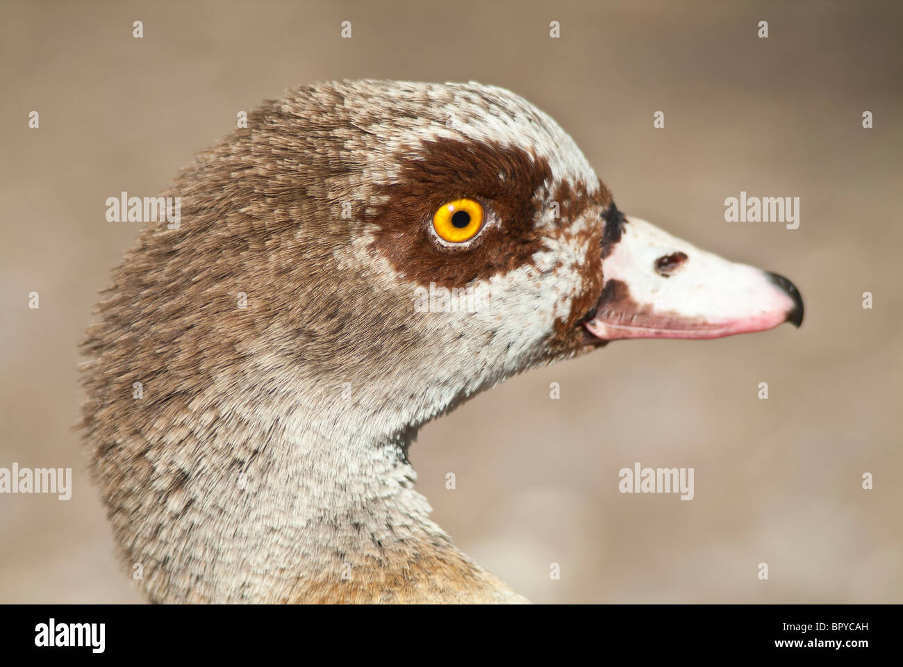 Egyptian Goose, Alopochen aegyptiacus, native to Africa Stock Photo