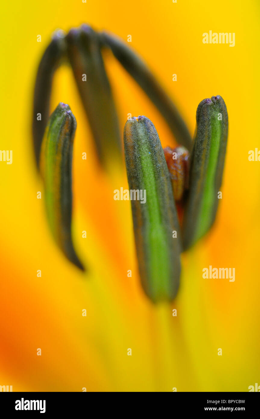 Asiatic lily closeup of anthers Stock Photo