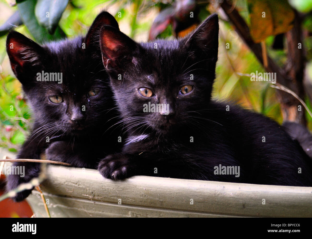Feral Black kittens resting in a plant pot Stock Photo