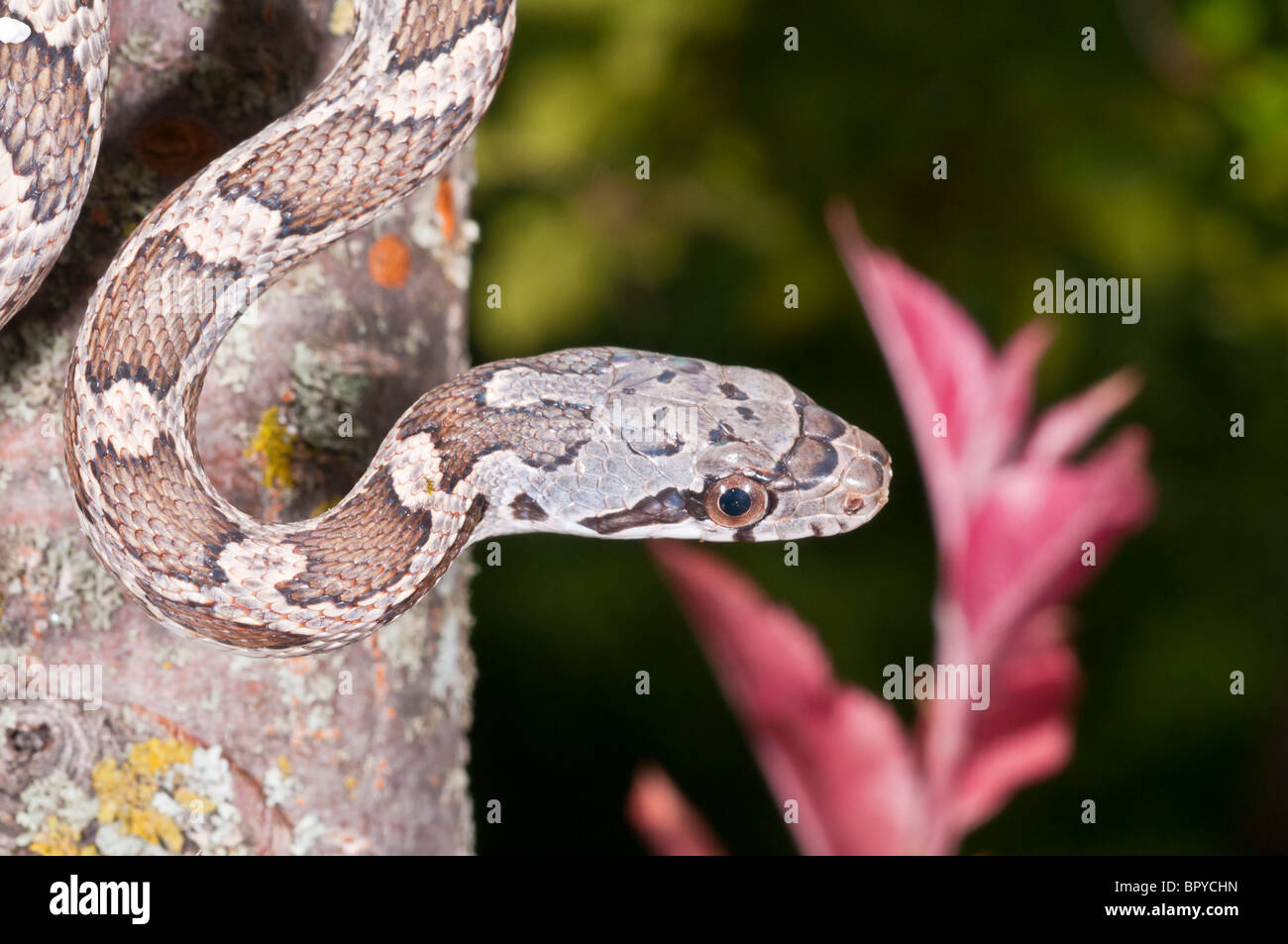 Texas rat snake, Elaphe obsoleta lindheimeri, native to Texas, Louisiana, Arkansas and Oklahoma Stock Photo