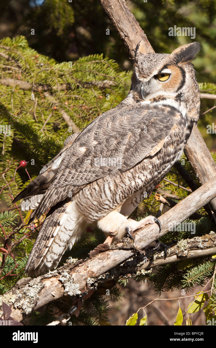 Common Great Horned Owl, Bubo virginianus virginianus, rehabilitated