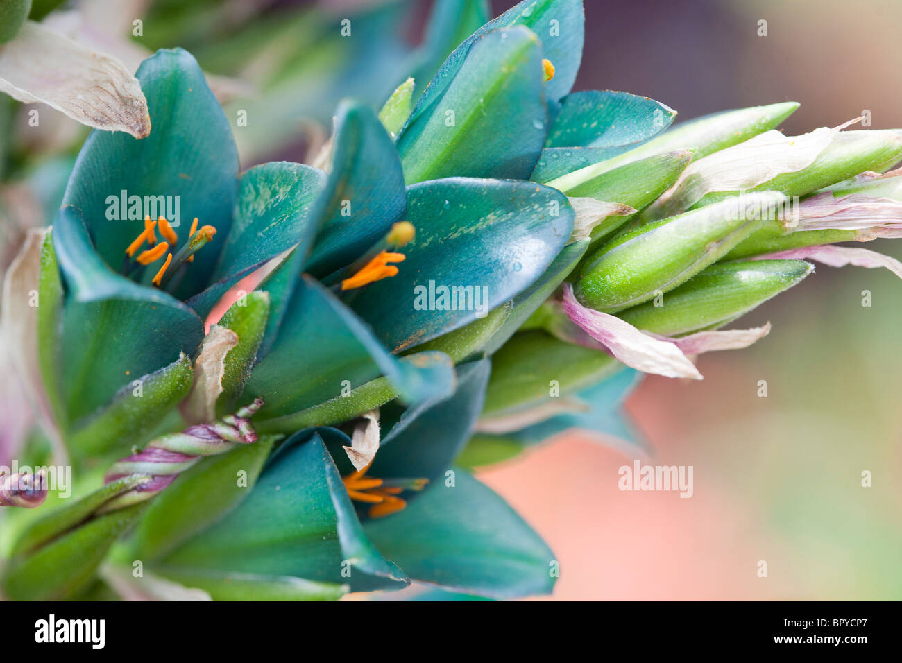 Puya alpestris Flowers Arid-climate Bromeliad Stock Photo