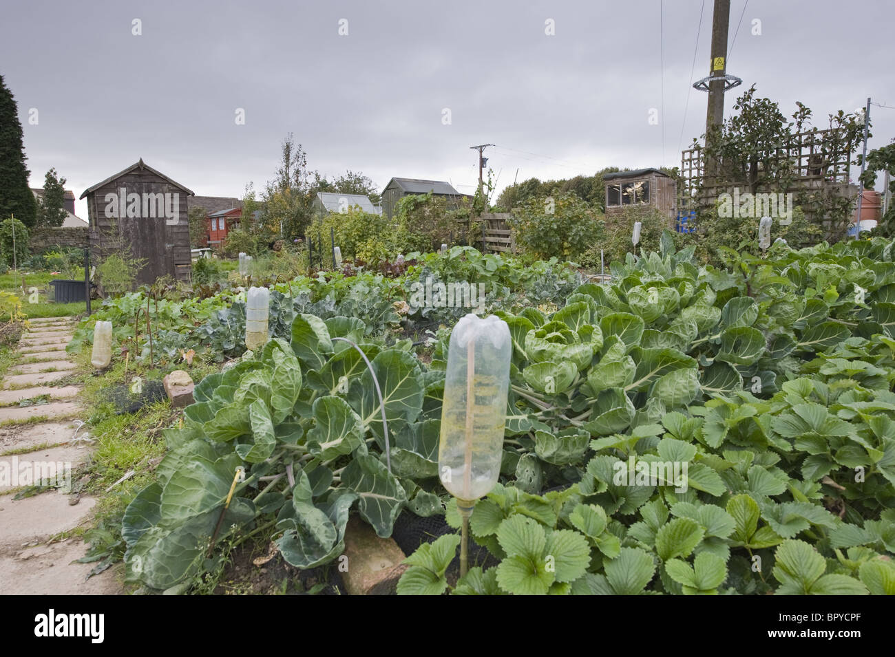 Produce growing on allotments. Stock Photo