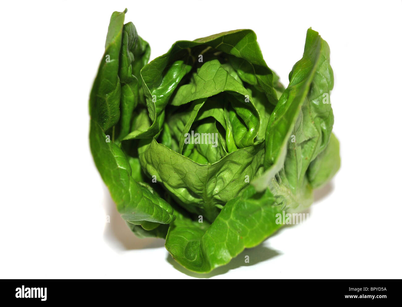 Little gem lettuce Stock Photo Alamy