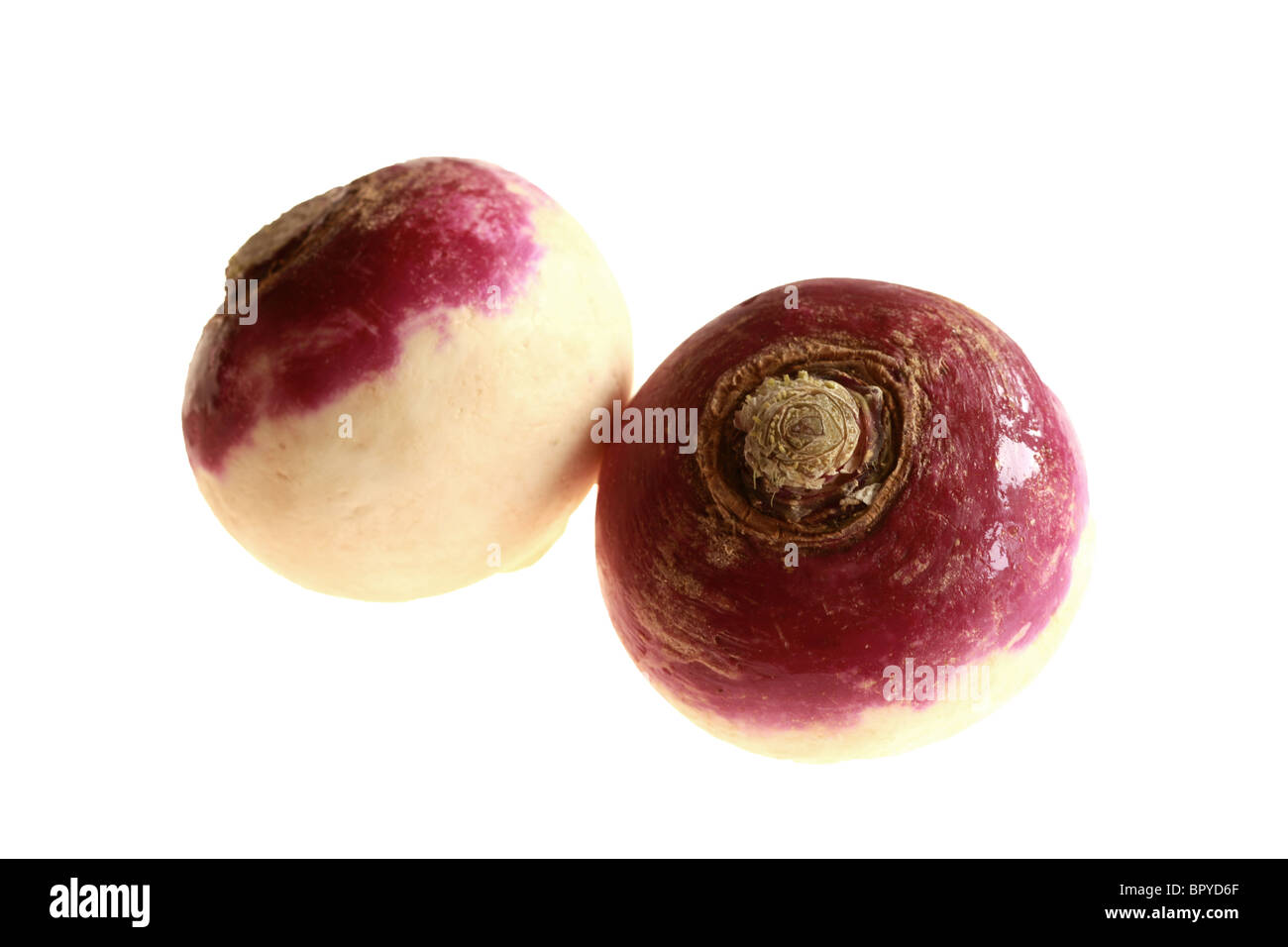 Fresh Healthy Raw Uncooked Turnips Against A White Background With A Clipping Path And No People Stock Photo