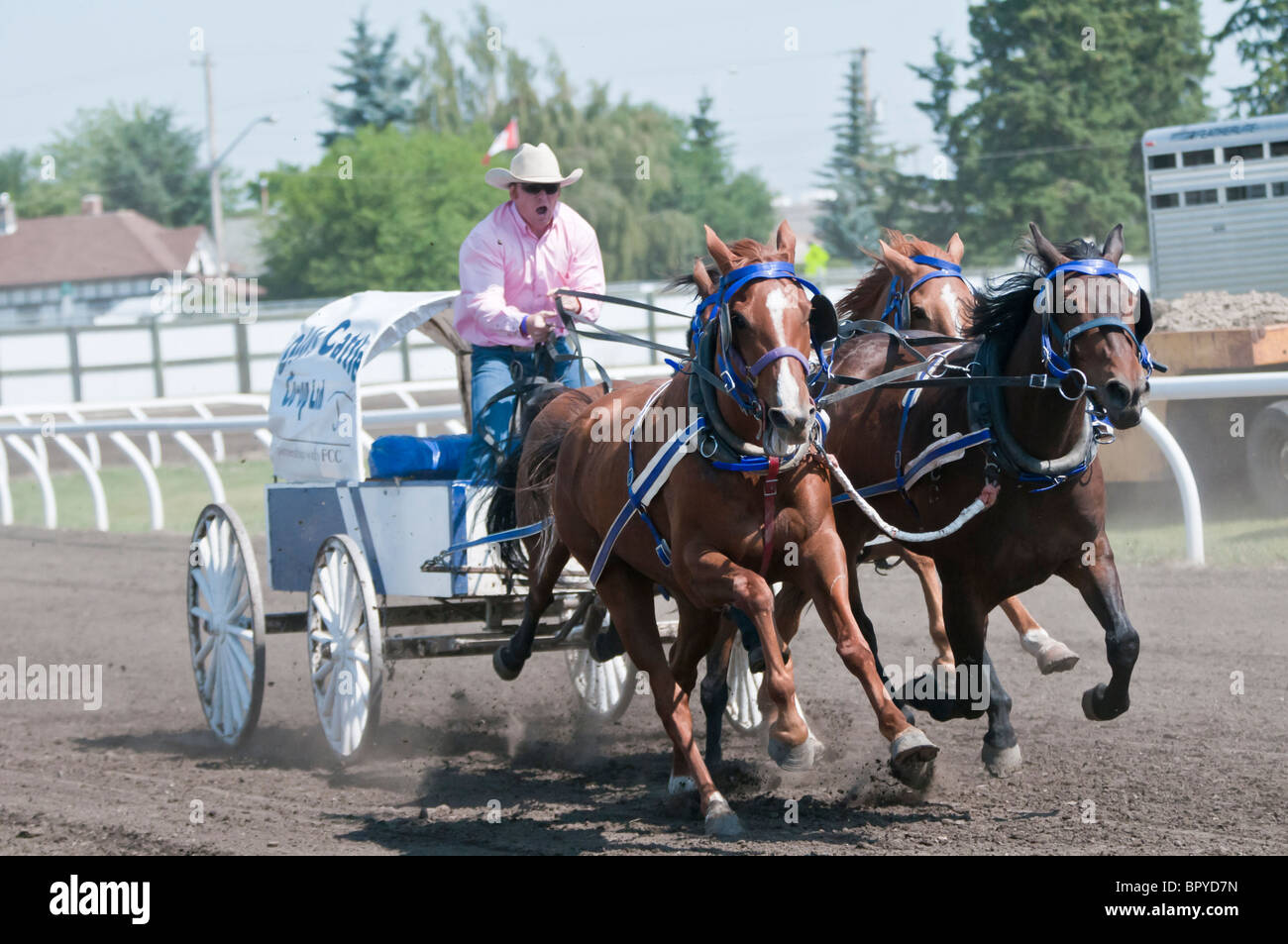 Pony chuckwagon racing, Olds Fair & Rodeo, Olds, Alberta, Canada Stock Photo