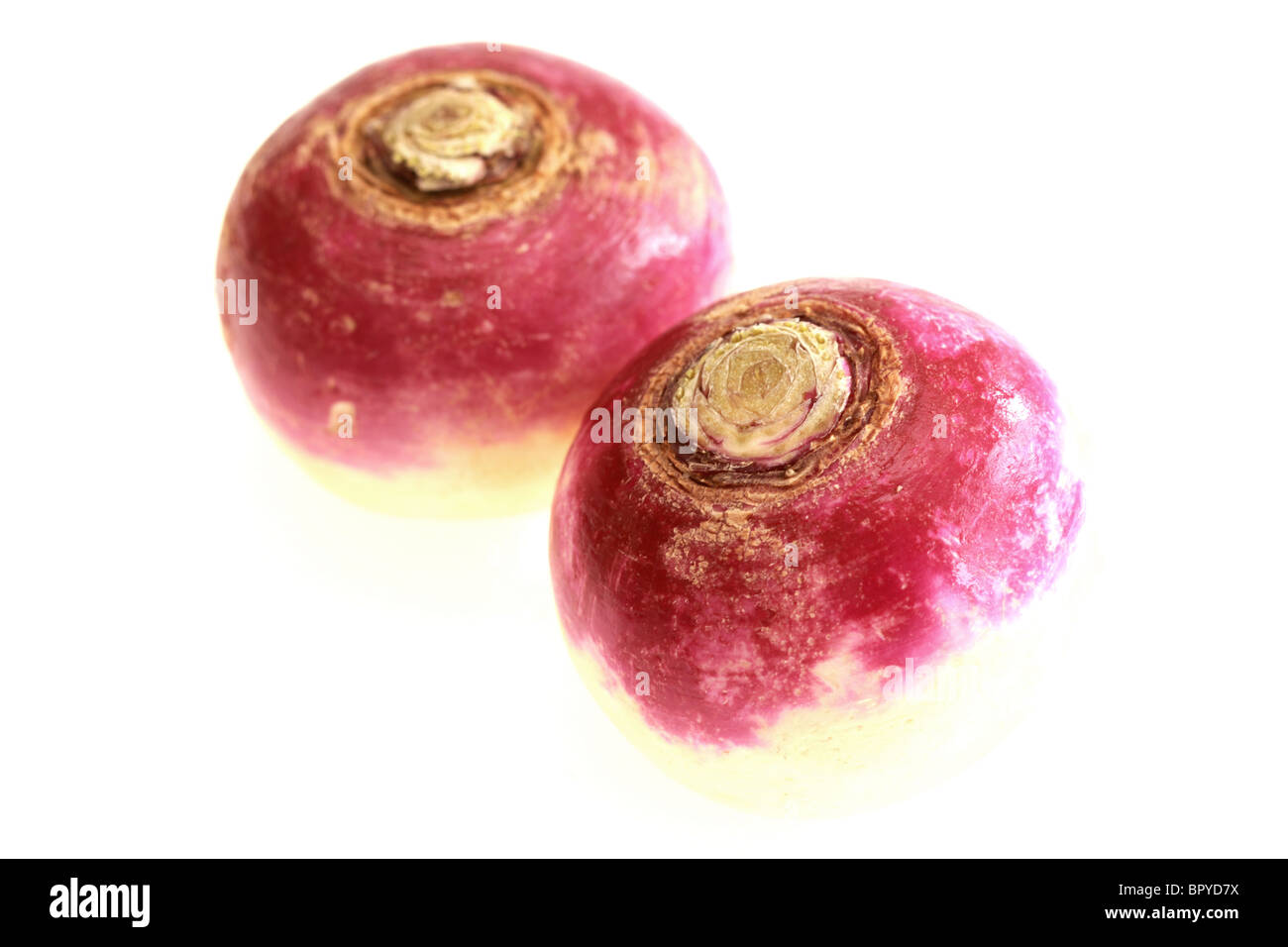 Fresh Healthy Raw Uncooked Turnips Against A White Background With A Clipping Path And No People Stock Photo