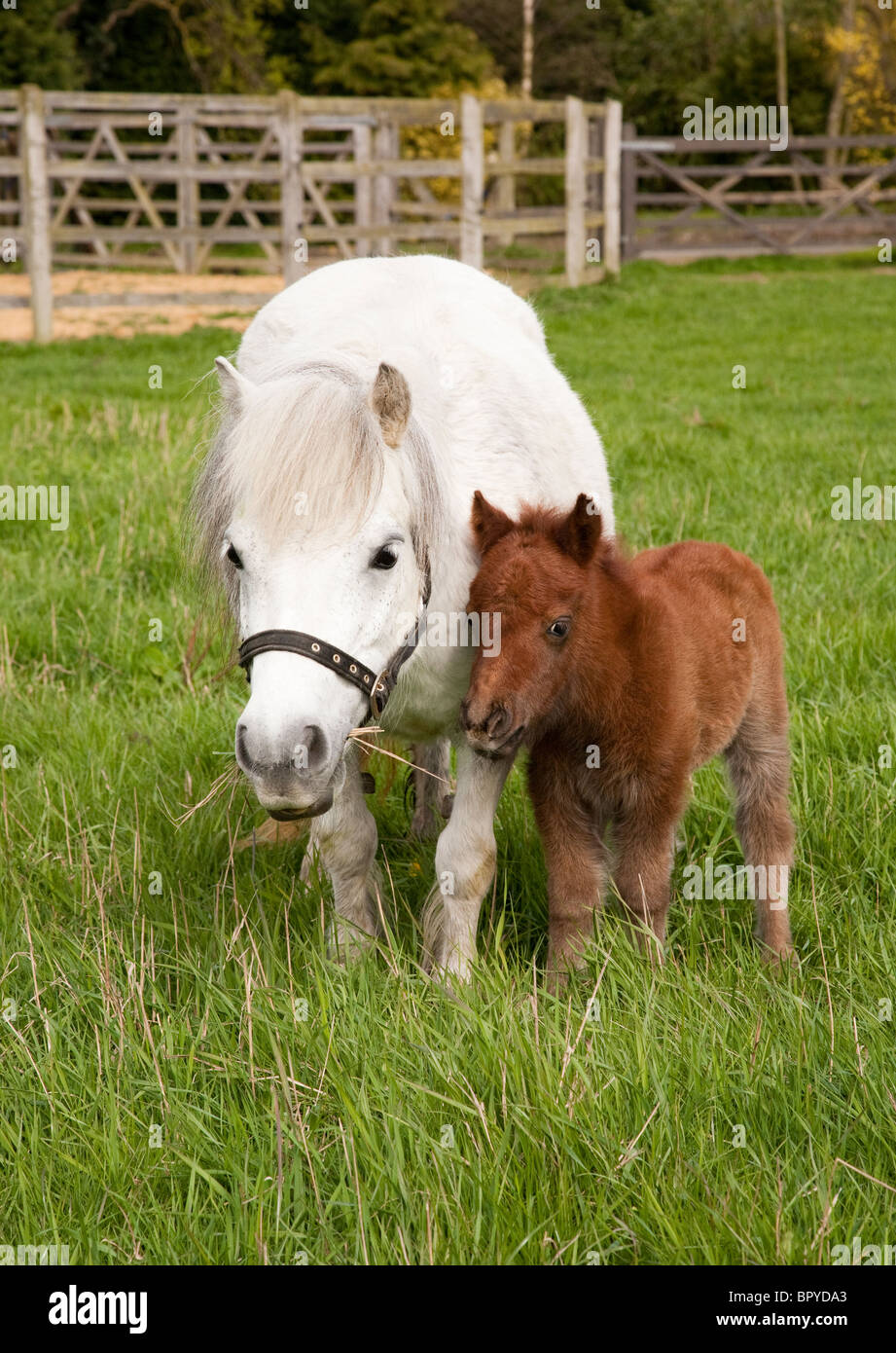A grey Shetland pony mare and her young foal in a grass field Stock Photo