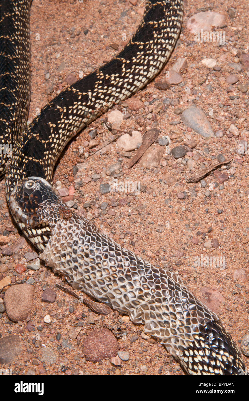 Texas desert king snake, Lampropeltis getula splendida, native to Texas,  Arizona and New Mexico; shedding skin Stock Photo - Alamy