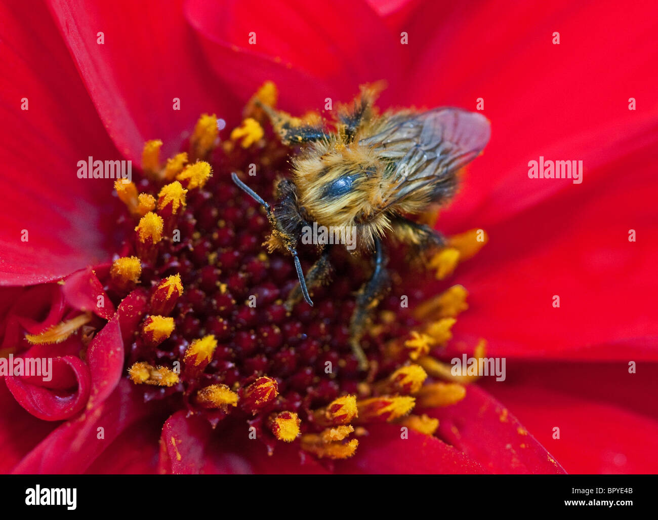 Dahlias insects hi-res stock photography and images - Alamy