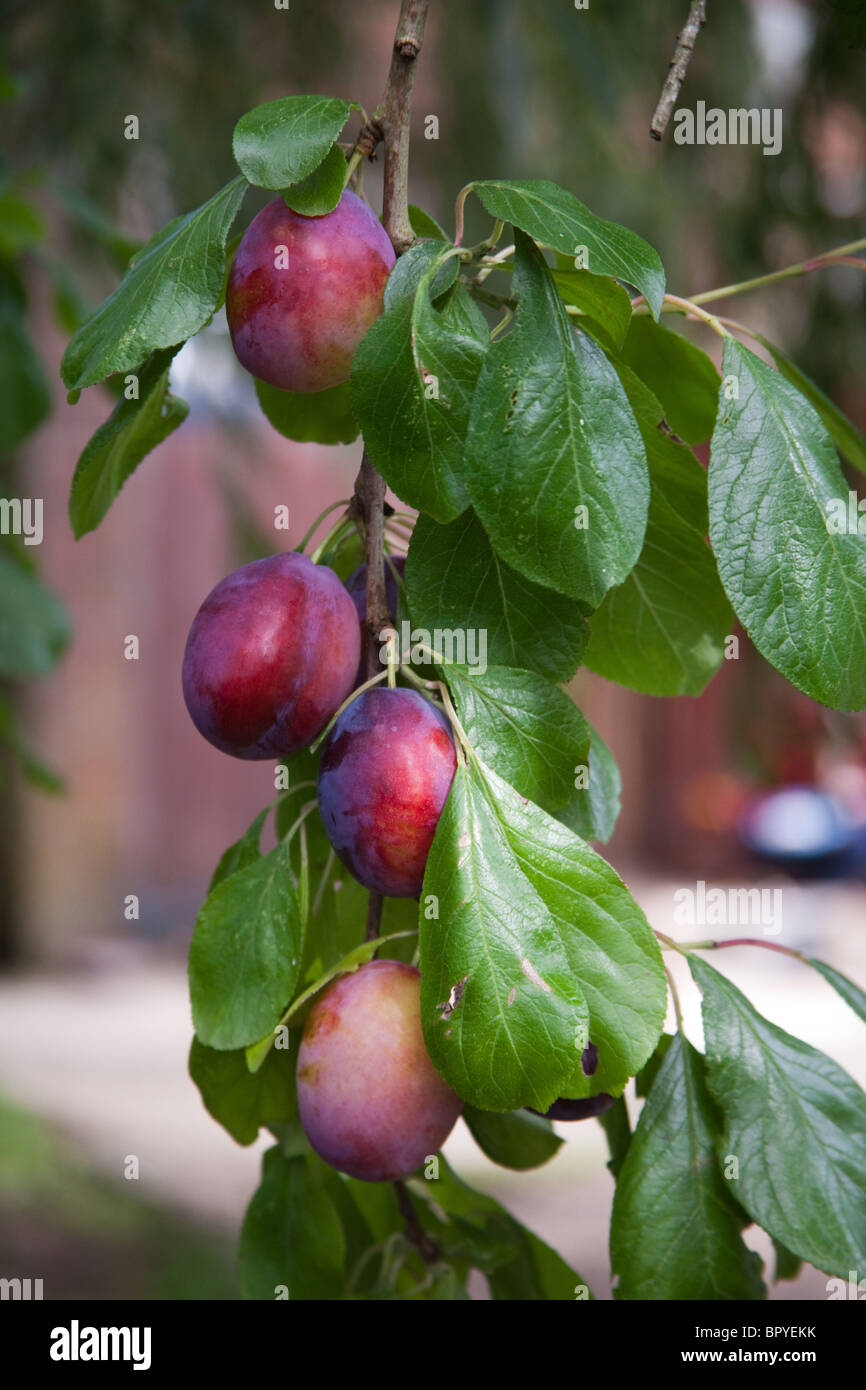 Edward plums ripening on the tree, Hattingley, Hampshire, England. Stock Photo