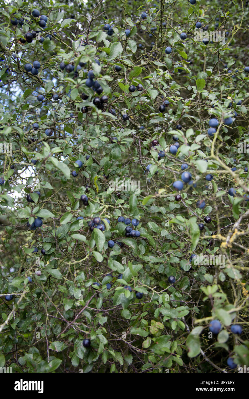 Sloe berries on a blackthorn bush, Hattingley, Hampshire, England, U.K