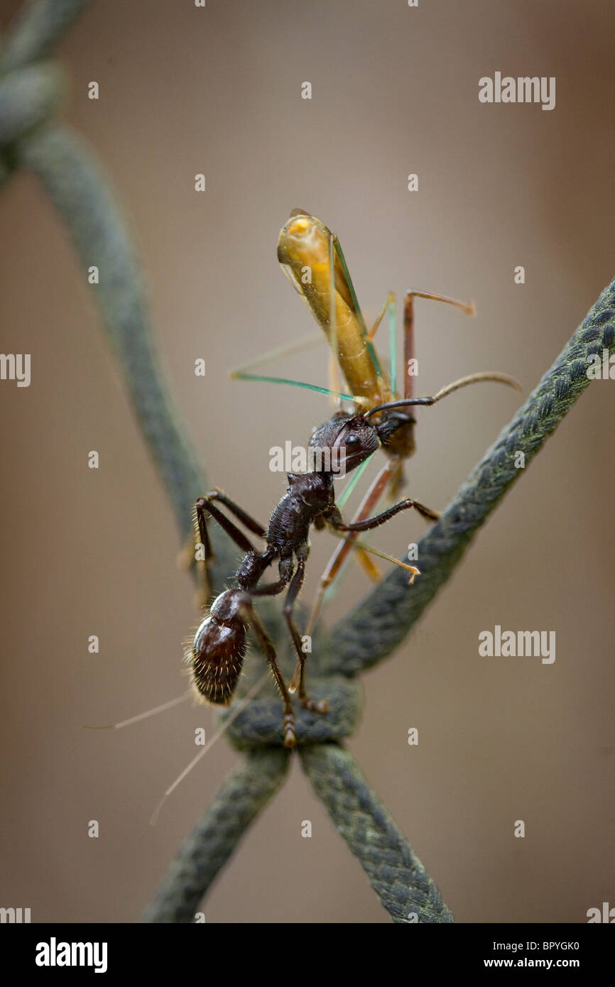 BULLET or GIANT ANT (Paraponera clavata) with insect prey, on canopy walkway, Iwokrama forest reserve, Guyana, South America. Stock Photo