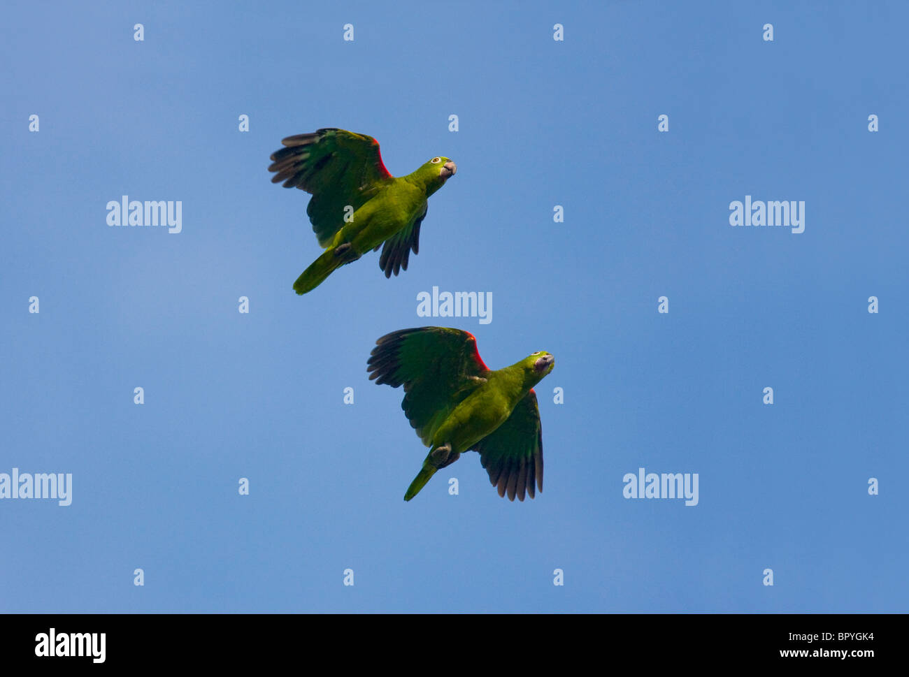 MEALY AMAZON PARROT (Amazona farinosa) pair in flight, Botanical gardens, Georgetown, Guyana. Stock Photo