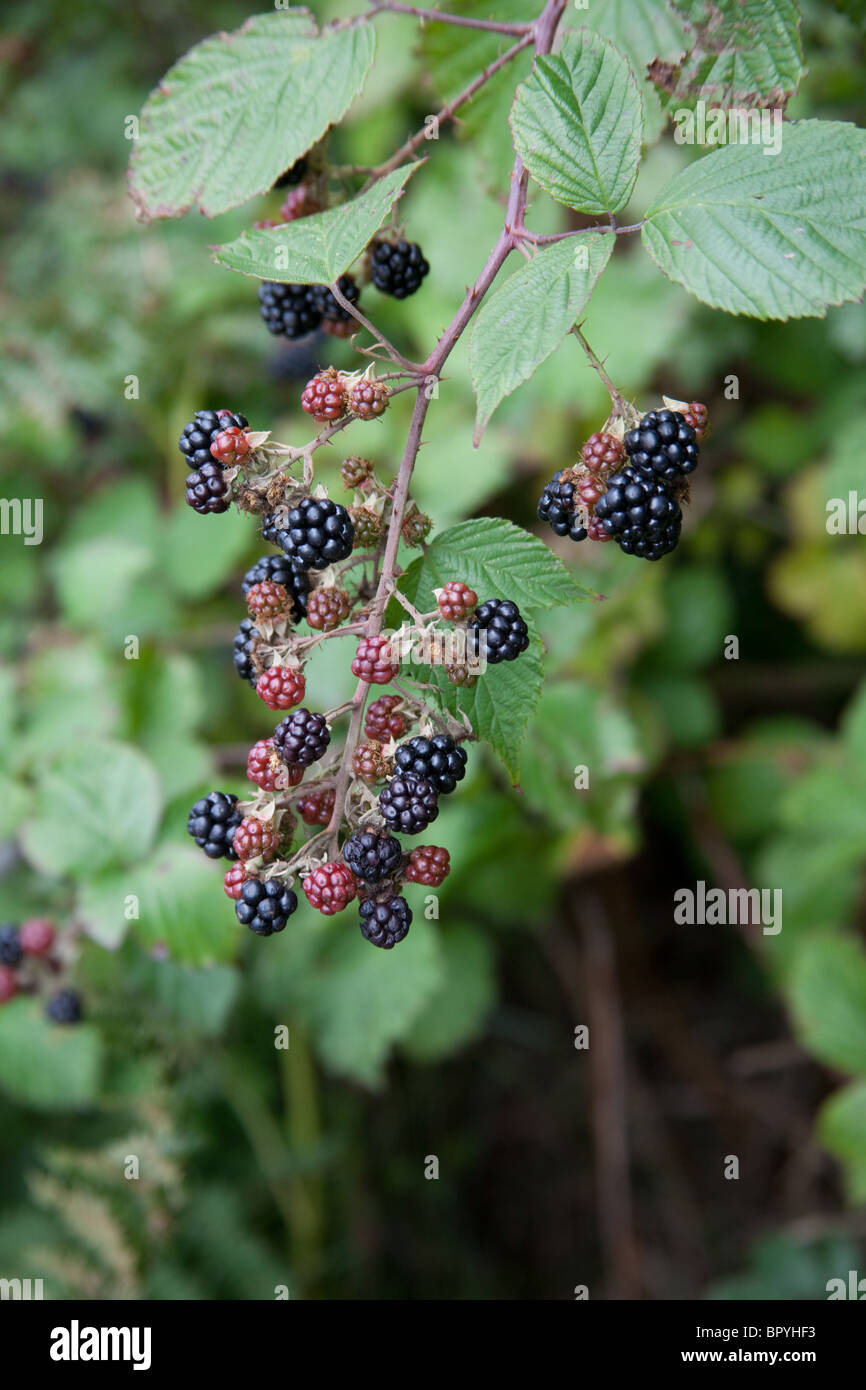 Wild blackberries in a hedgerow, Hattingley, Hampshire, England Stock Photo Alamy