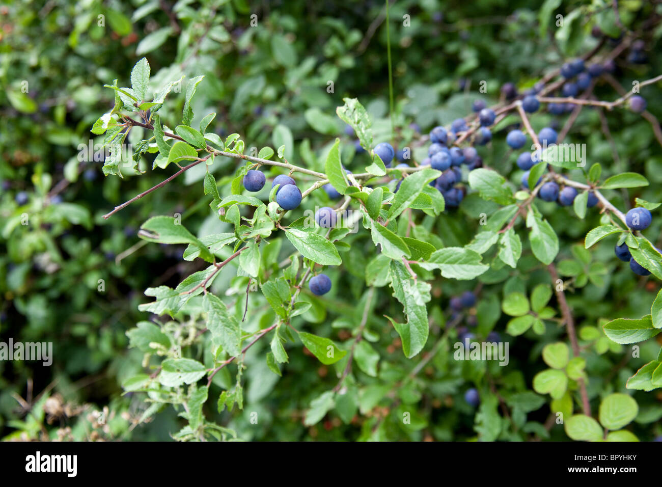 Sloe berries on a blackthorn bush, Hattingley, Hampshire, England Stock