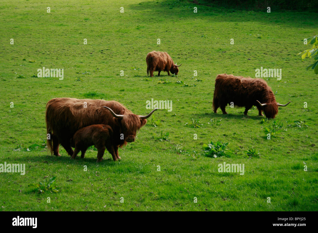 Highland cattle grazing in Pollok Country Park, Glasgow, scotland Stock Photo