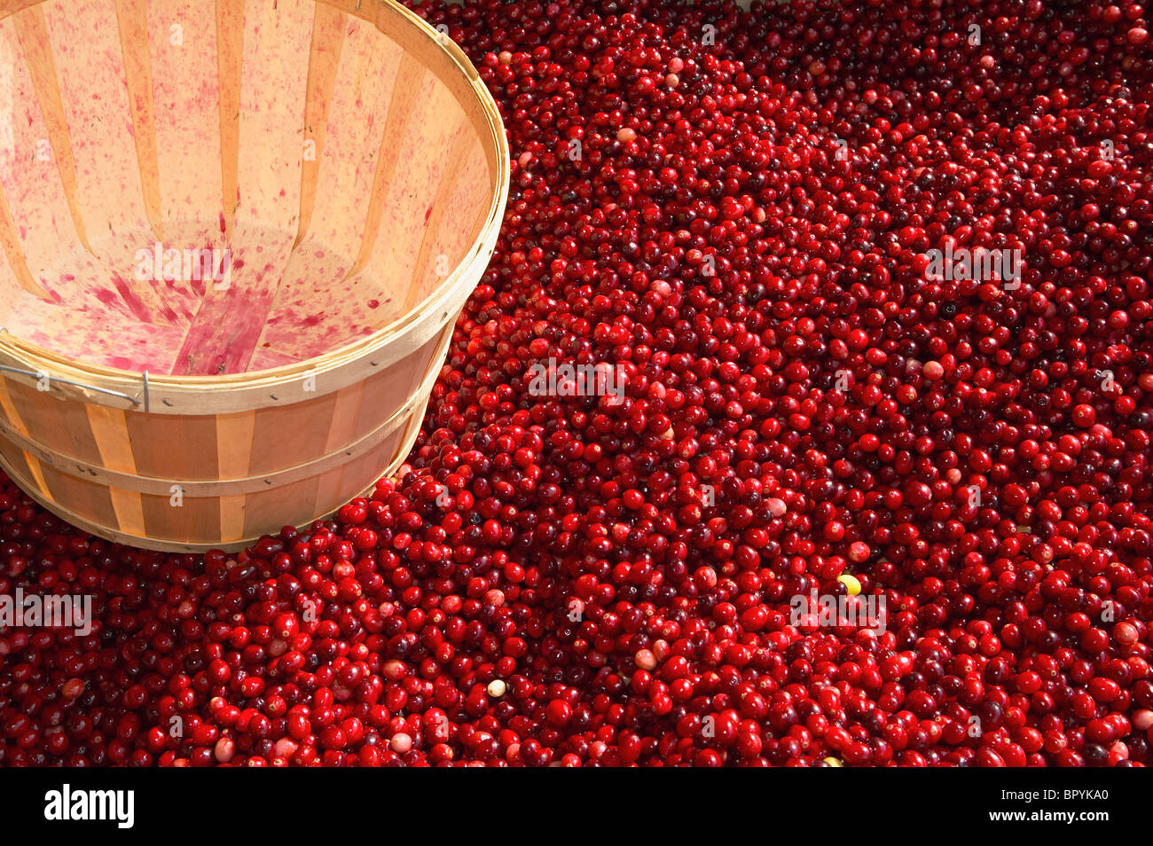 Fresh cranberries at a market in Montreal. Stock Photo