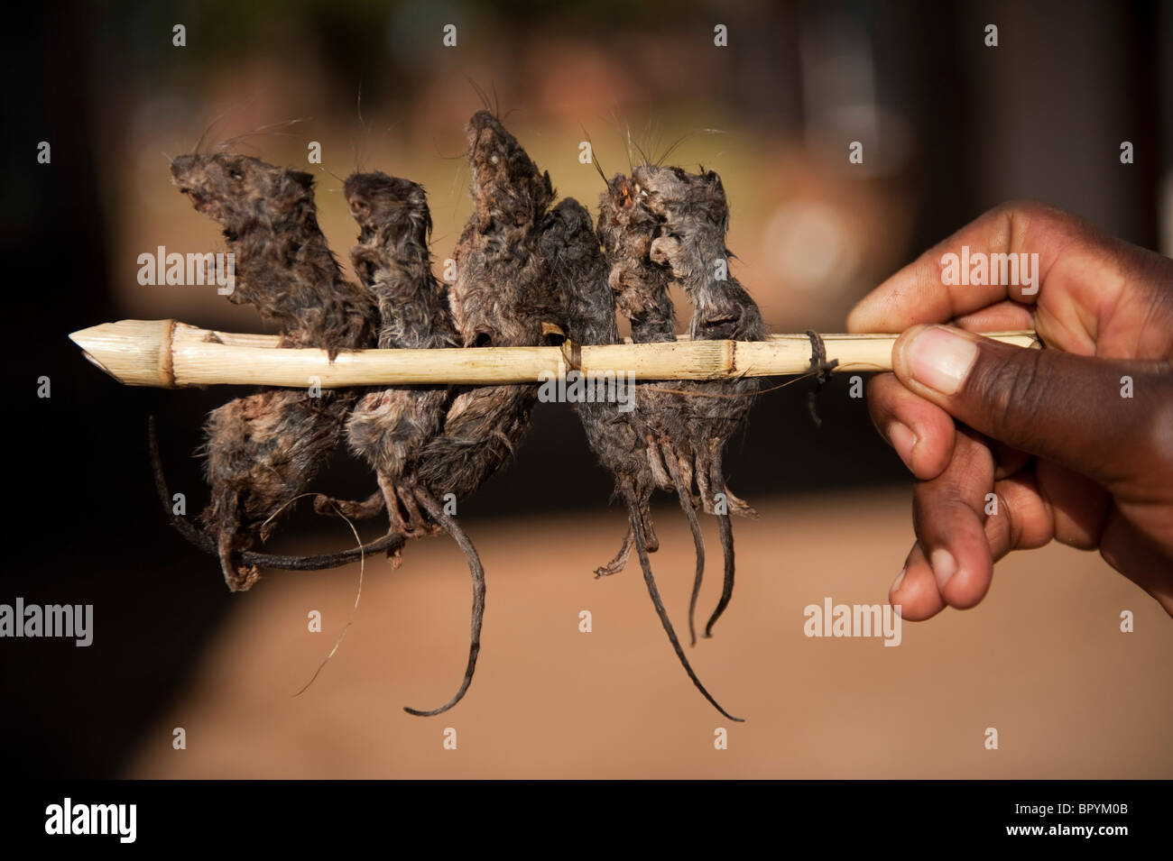 Mice on a stick, a local delicasy, Dedza, Malawi Stock Photo