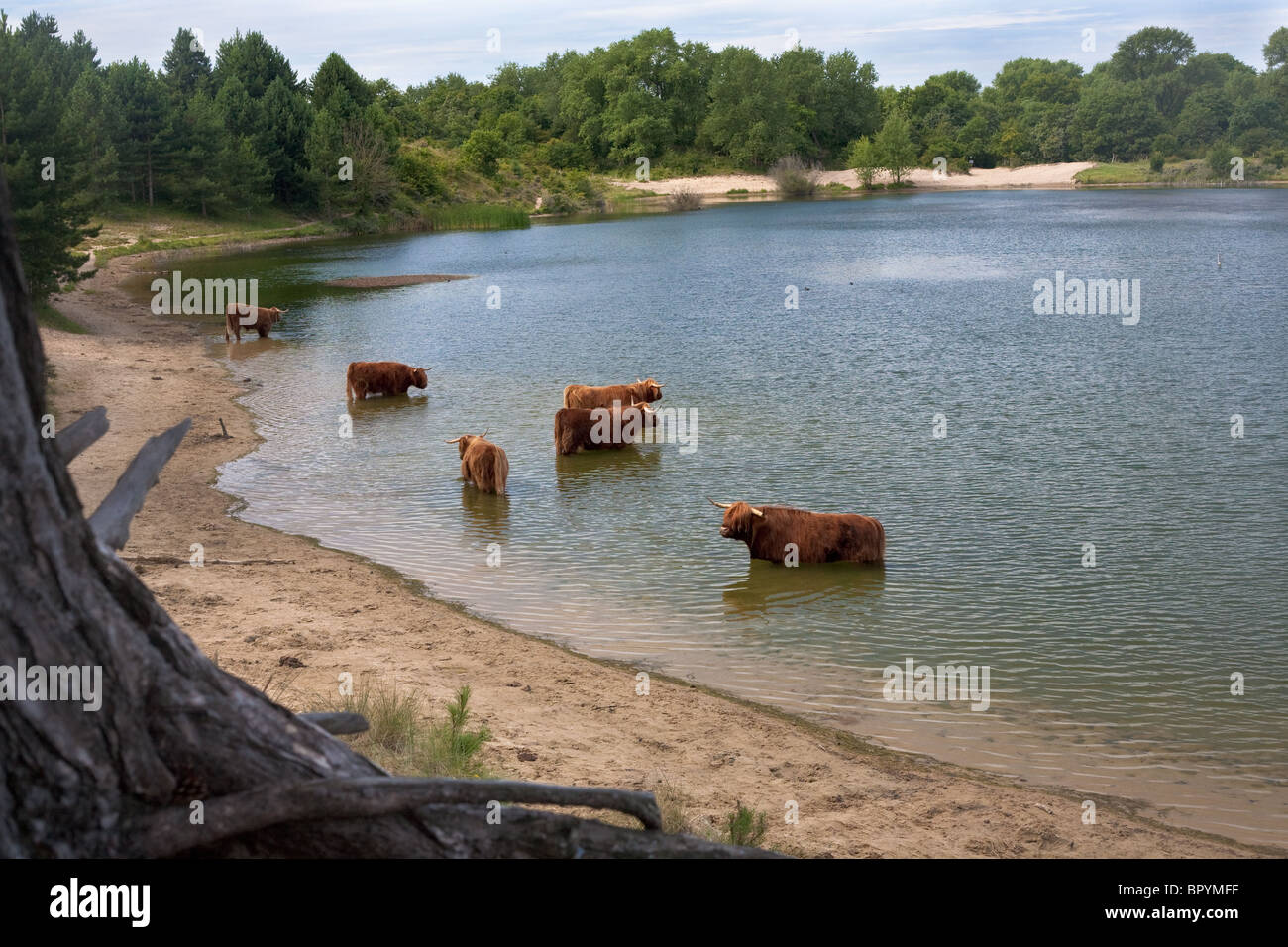 cattle of scottisch highland cows Stock Photo