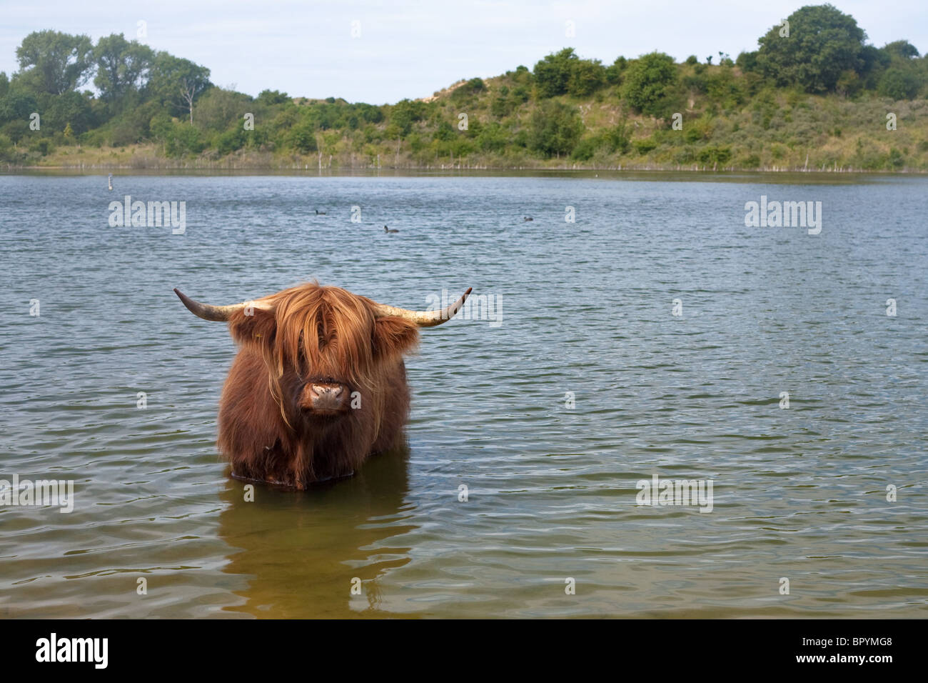 scottisch highland cow cooling down Stock Photo - Alamy