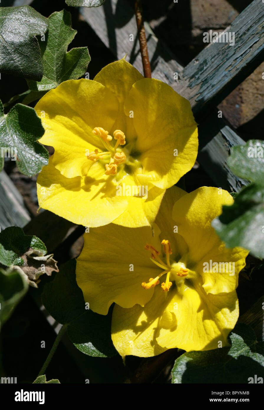 California Flannel Bush, Fremontodendron californicum, 'California Glory', Malvaceae (Sterculiaceae). USA Stock Photo